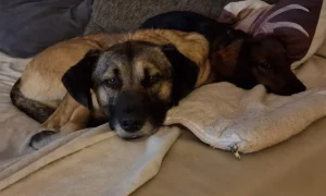 Dr. Hansjörg Schäfer Fachtierarzt für Kleintiere