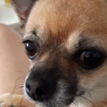 Dr.med.vet. Achim Breuer Tierarzt