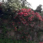 Dr.med.vet. Andrea Herz Tierärztin