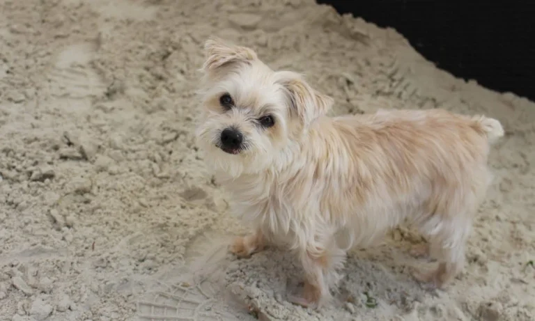 Dr.med.vet. Andrea Herz Tierärztin