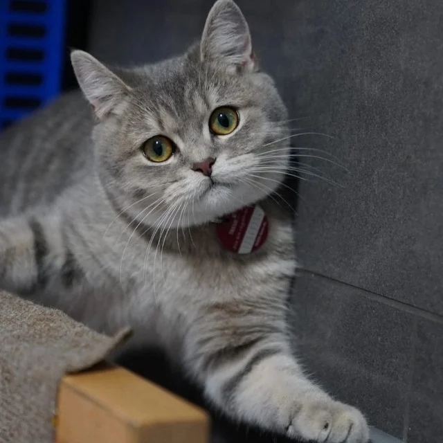 Dr.med.vet. Andrea Herz Tierärztin