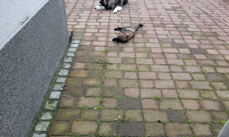 Dr.med.vet. Andrea Herz Tierärztin