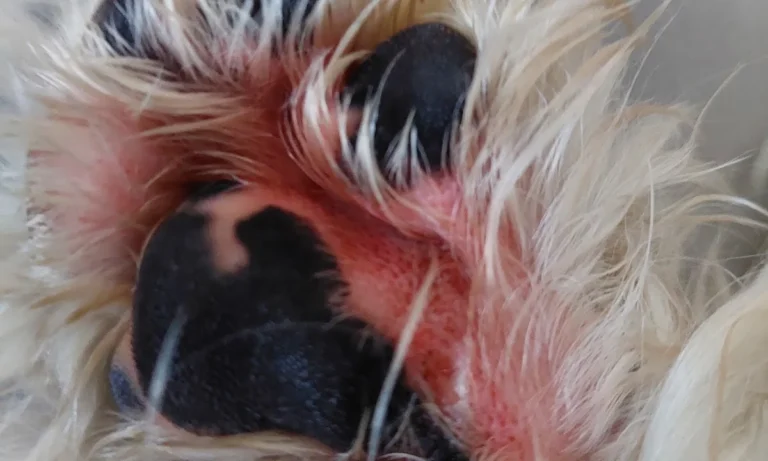 Dr.med.vet. Andrea Herz Tierärztin