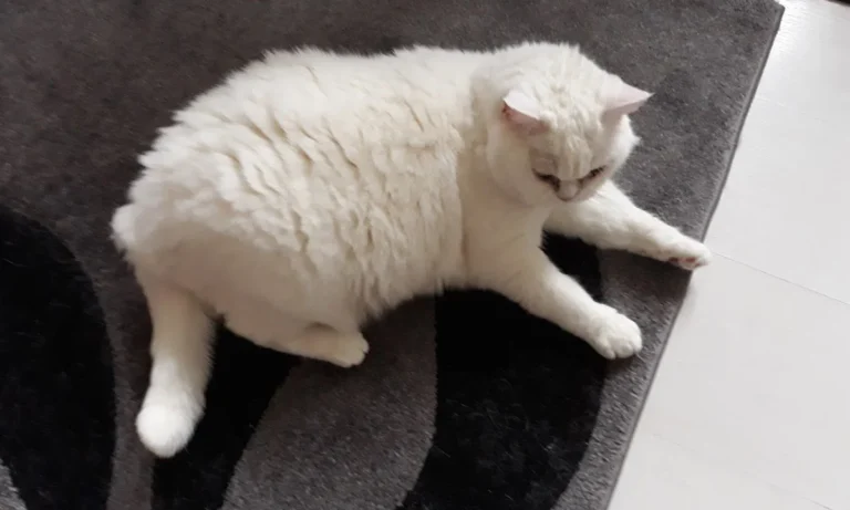 Dr.med.vet. Andrea Herz Tierärztin