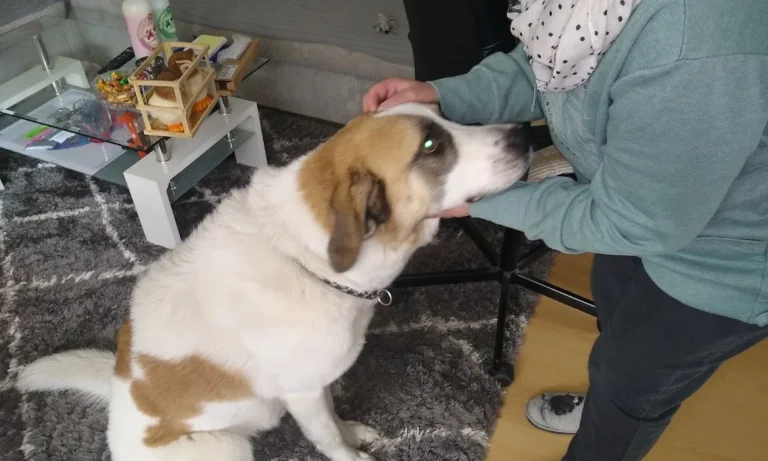 Dr.med.vet. Andrea Herz Tierärztin