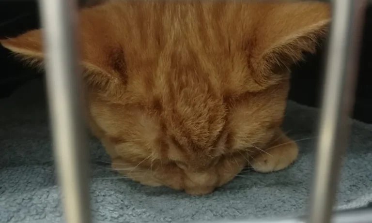 Dr.med.vet. Andrea Herz Tierärztin