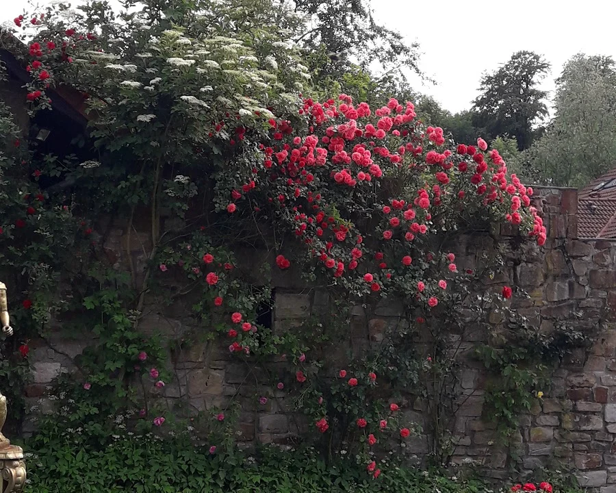 Tierarzt Dr.med.vet. Andrea Herz Tierärztin Bochum