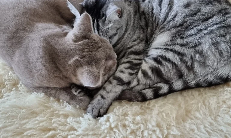 Dr. med. vet. Andrea Vollmar