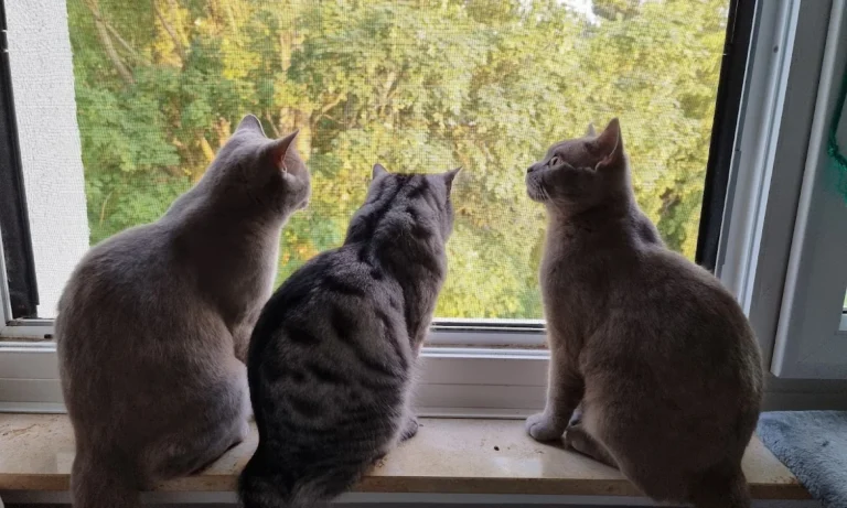 Dr. med. vet. Andrea Vollmar