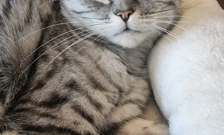 Dr. med. vet. Andrea Vollmar