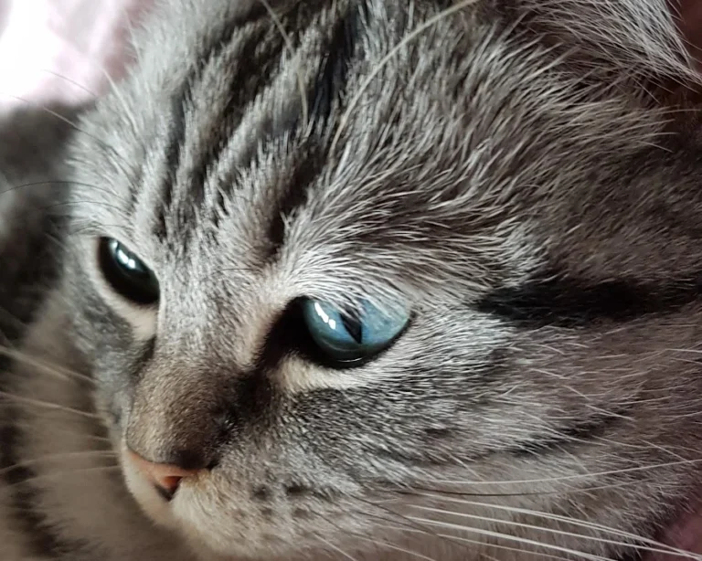 Dr. med. vet. Andrea Vollmar