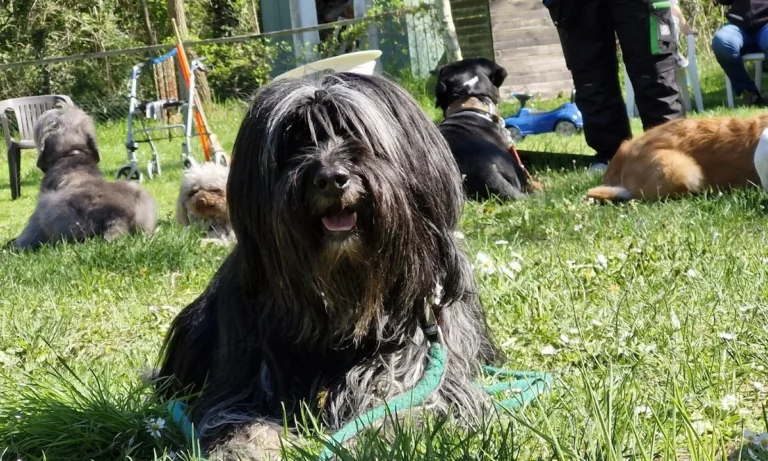 Dr. med. vet. Andrea Vollmar