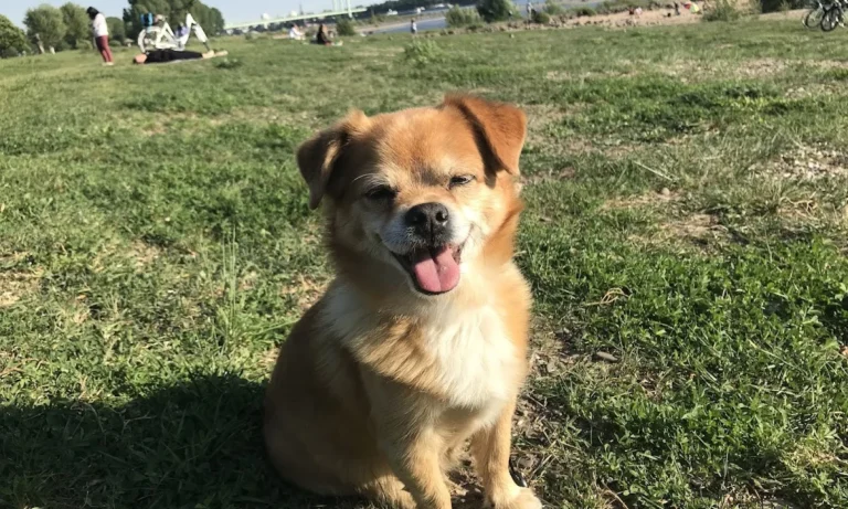 Dr. med. vet. Andrea Vollmar