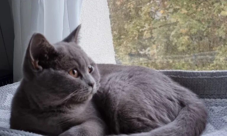 Dr. med. vet. Andrea Vollmar