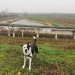 Dr.med.vet. Andreas Fiolna Tierarzt