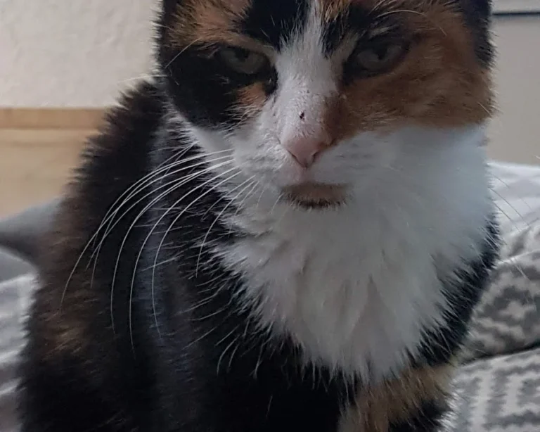 Dr.med.vet. Andreas Fiolna Tierarzt