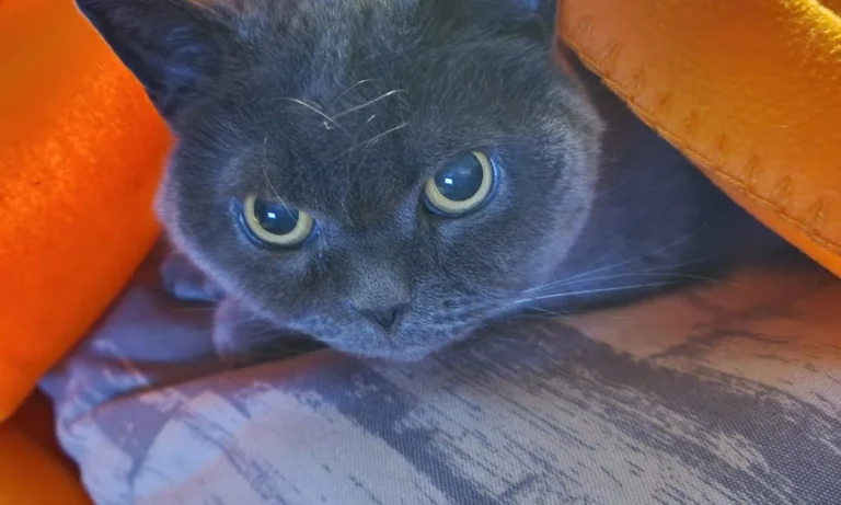 Dr.med.vet. Andreas Fiolna Tierarzt