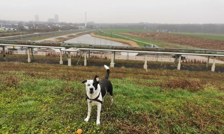 Dr.med.vet. Andreas Fiolna Tierarzt