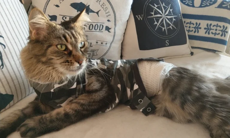 Dr.med.vet. Andreas Fiolna Tierarzt