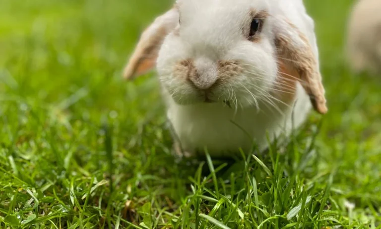 Dr.med.vet. Andreas Fiolna Tierarzt