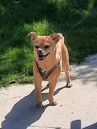 Dr.med.vet. Andreas Fiolna Tierarzt