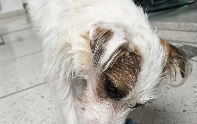 Dr.med.vet. Andreas Fiolna Tierarzt