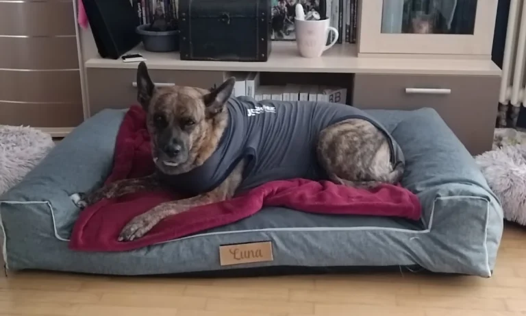 Dr.med.vet. Anette Heydenbluth