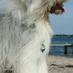 Dr. med. vet. Anne Arnold