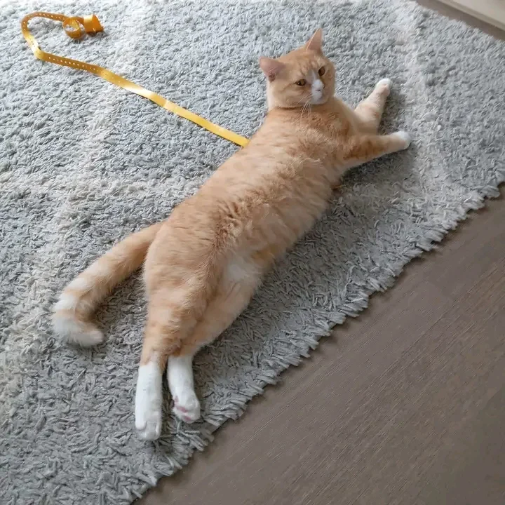 Dr. med. vet. Anne Arnold