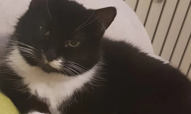 Dr. med. vet. Anne Arnold