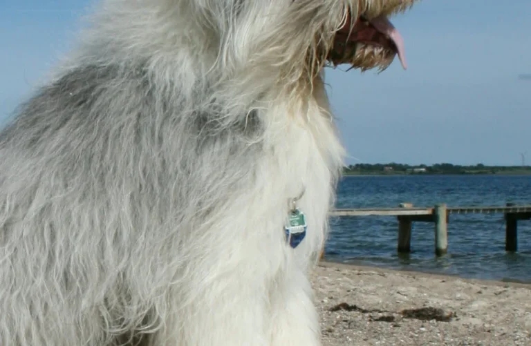 Dr. med. vet. Anne Arnold