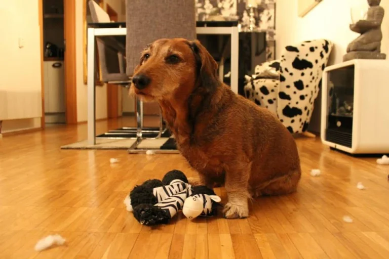 Dr. med. vet. Anne Arnold