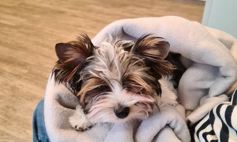 Dr. med. vet. Anne Arnold