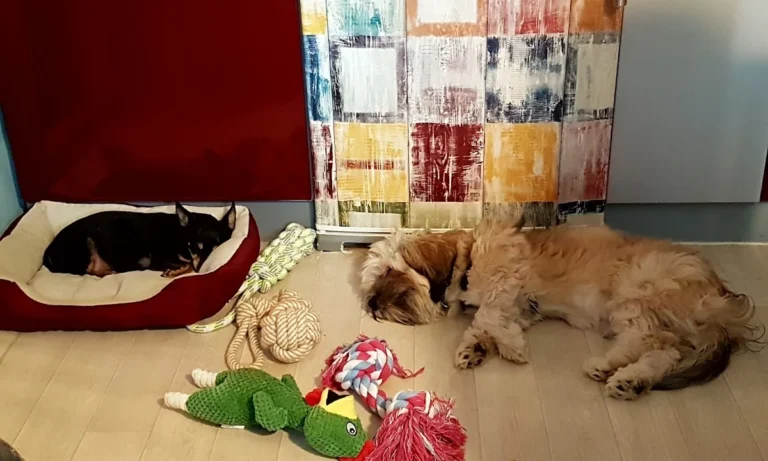 Dr. med. vet. Anne Arnold