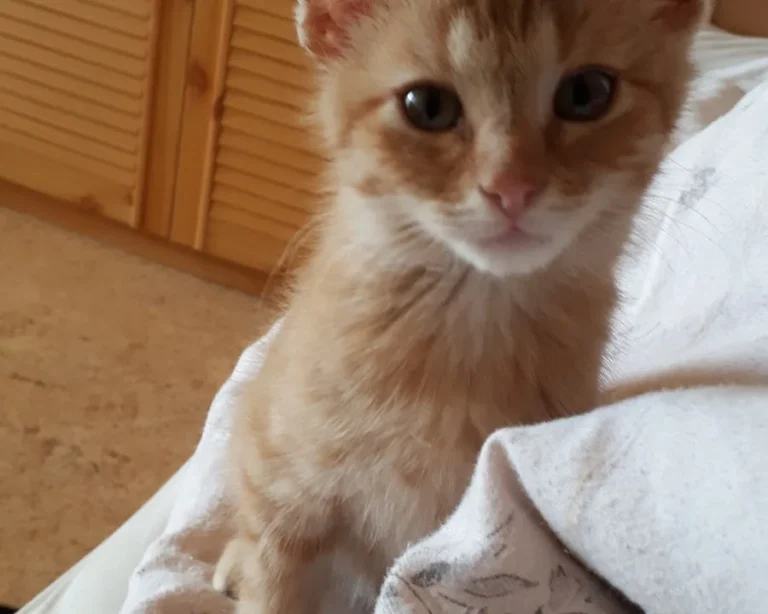 Dr. med. vet. Anne Arnold