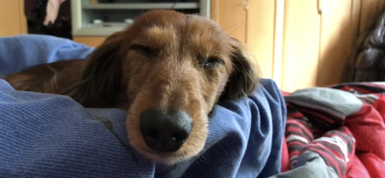 Dr. med. vet. Anne Arnold