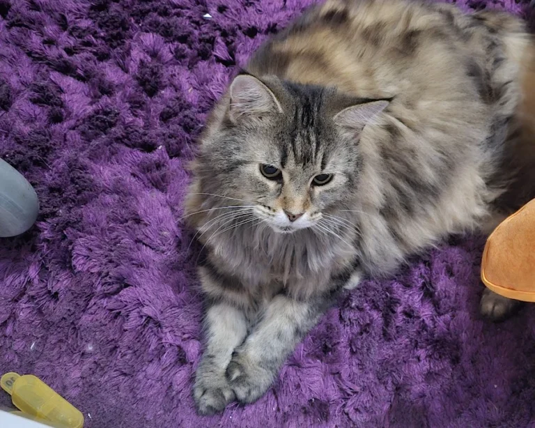 Dr. med. vet. Anne Arnold