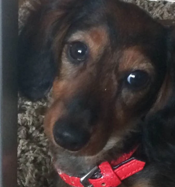 Dr. med. vet. Anne Arnold