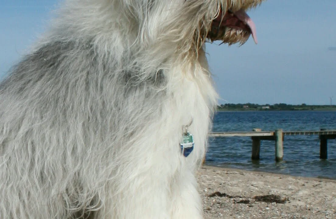 Tierarzt Dr. med. vet. Anne Arnold Bochum