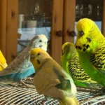 Dr.med.vet. Antonia Klaus - Tierarztpraxis hundkatzeklaus