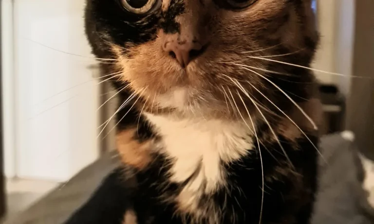 Dr.med.vet. Antonia Klaus - Tierarztpraxis hundkatzeklaus