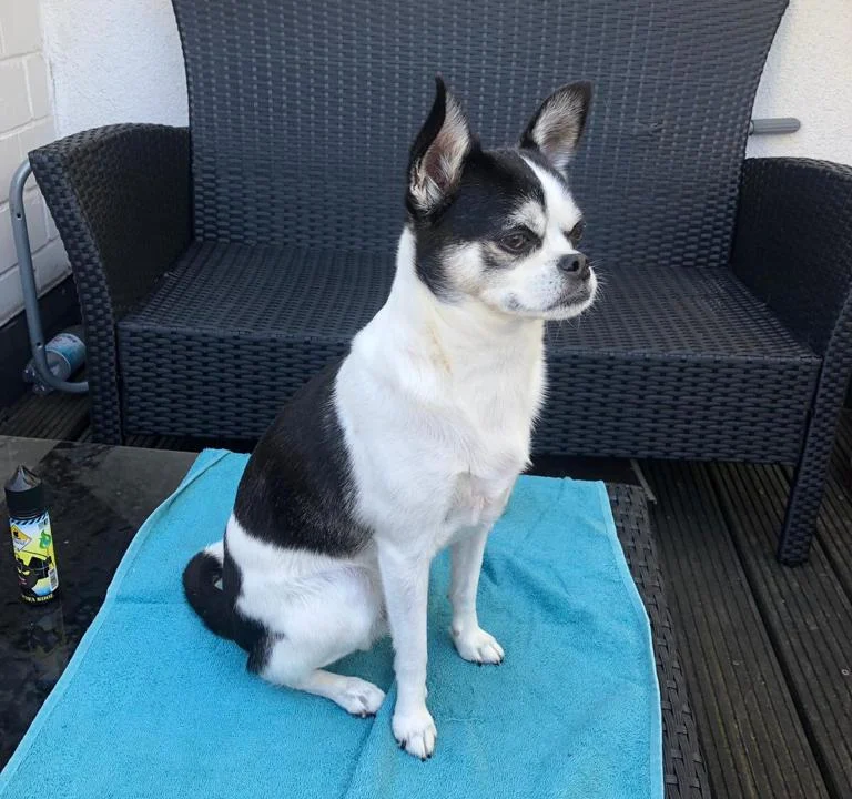 Dr.med.vet. Antonia Klaus - Tierarztpraxis hundkatzeklaus