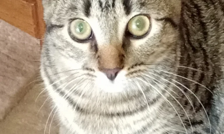 Dr.med.vet. Antonia Klaus - Tierarztpraxis hundkatzeklaus