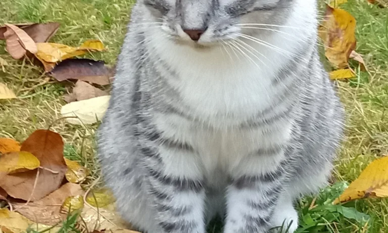 Dr.med.vet. Antonia Klaus - Tierarztpraxis hundkatzeklaus