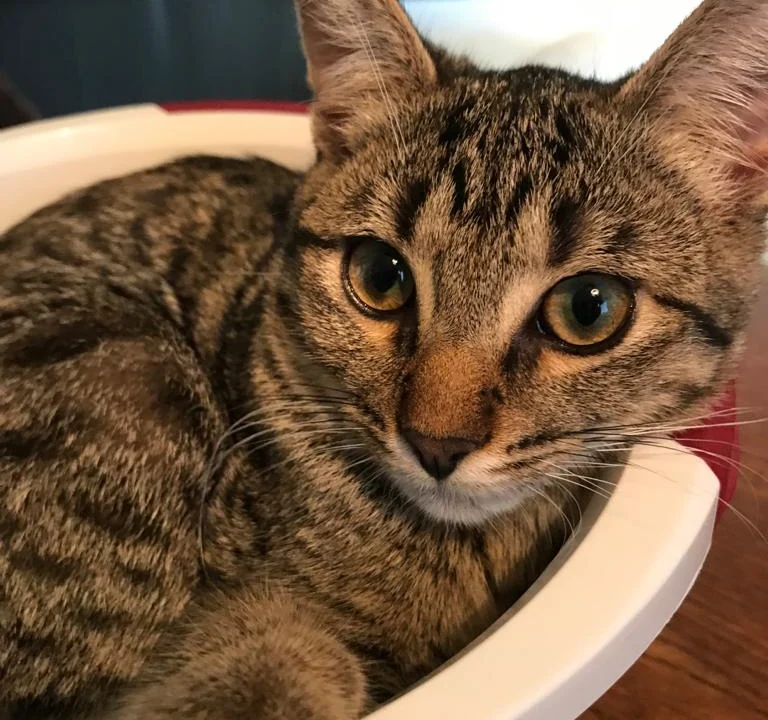 Dr.med.vet. Antonia Klaus - Tierarztpraxis hundkatzeklaus