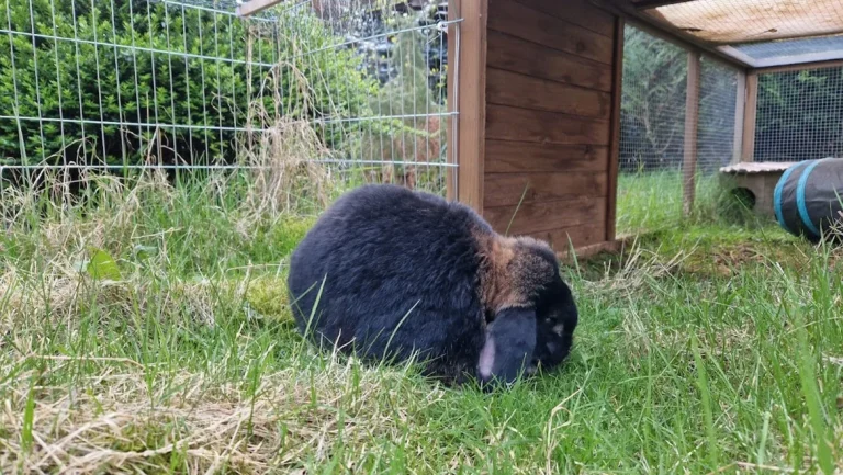 Dr.med.vet. Antonia Klaus - Tierarztpraxis hundkatzeklaus