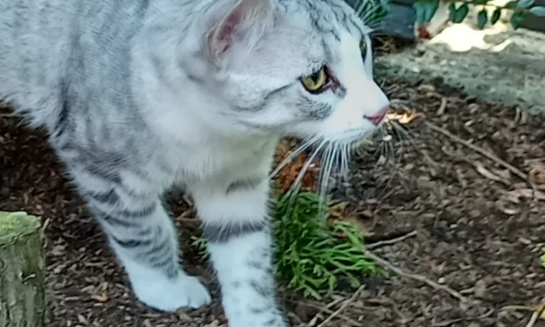 Dr.med.vet. Antonia Klaus - Tierarztpraxis hundkatzeklaus