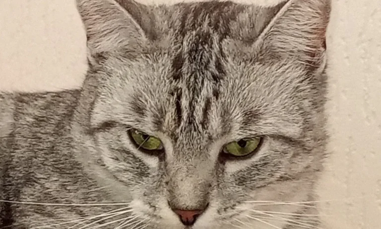 Dr.med.vet. Antonia Klaus - Tierarztpraxis hundkatzeklaus