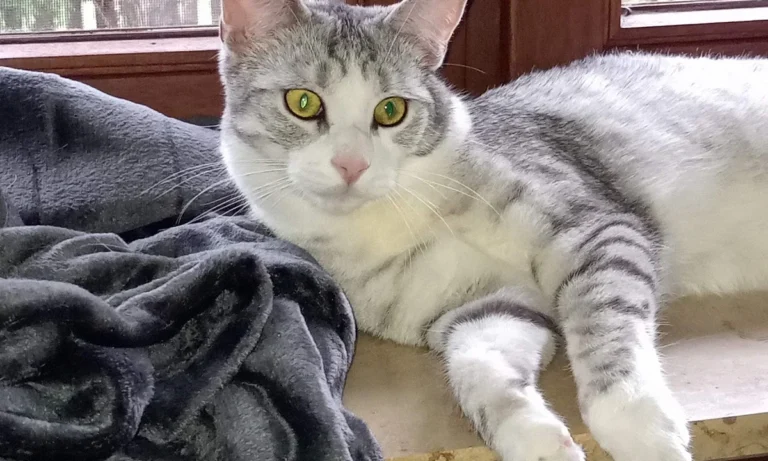 Dr.med.vet. Antonia Klaus - Tierarztpraxis hundkatzeklaus