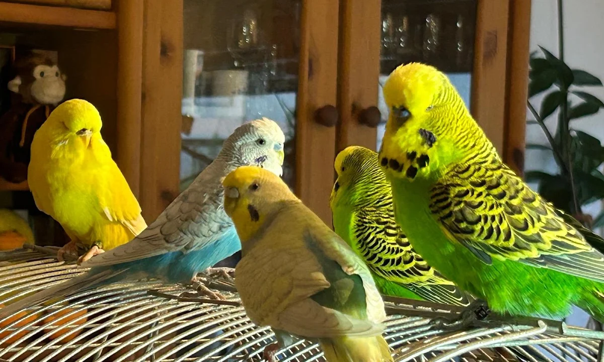 Tierarzt Dr.med.vet. Antonia Klaus – Tierarztpraxis hundkatzeklaus Bonn